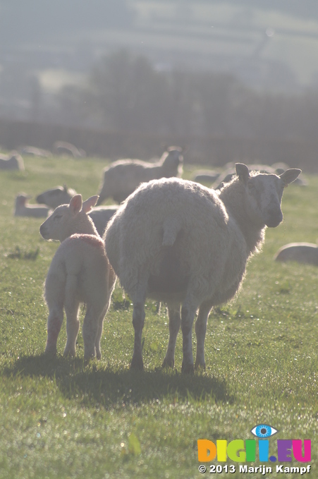 D7D00332 Lamb and sheep in morning sun